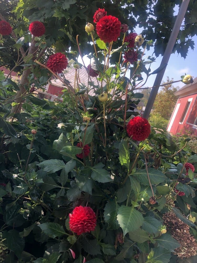 Dawn Farm Community Barn - wedding in Ypsilanti, MI