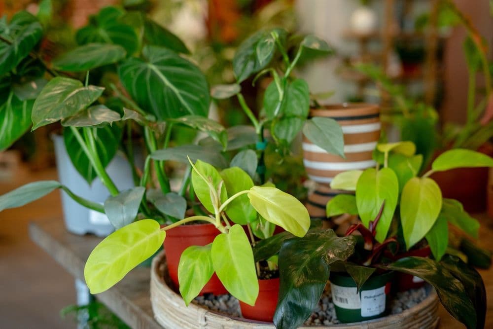 Propagate - wedding in Sacramento, CA