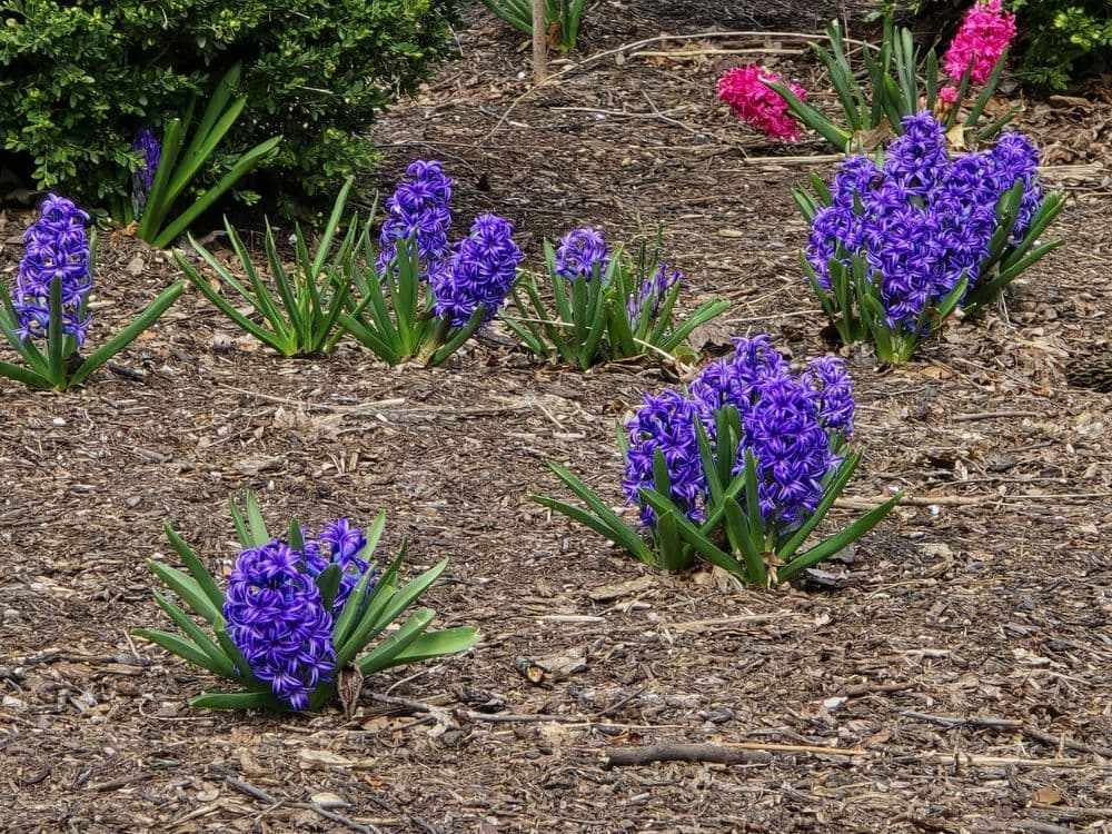 Ault Park - wedding in Cincinnati, OH