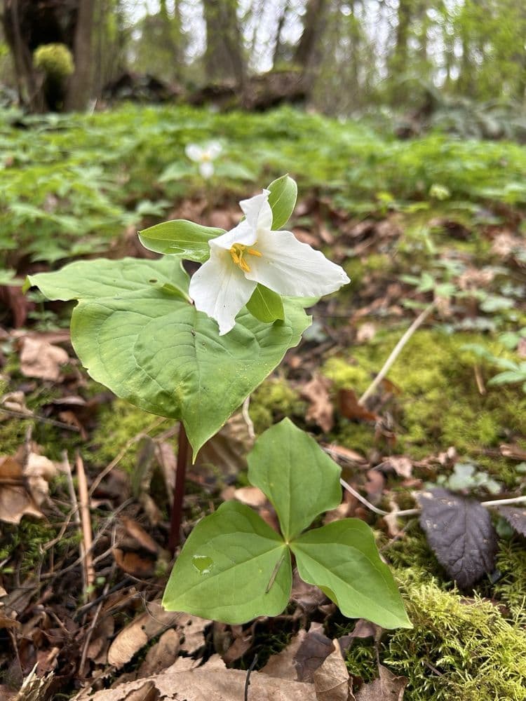 Skinner's Butte - wedding in Eugene, OR
