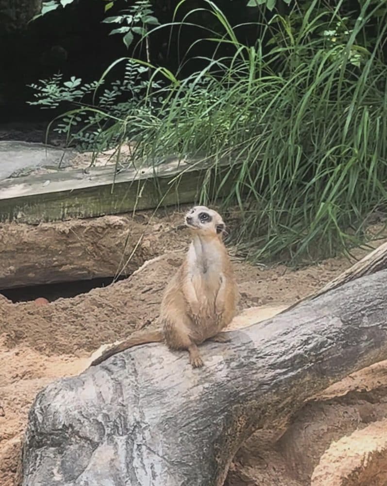 Riverbanks Zoo & Garden - Events & Hospitality - wedding in Columbia, SC