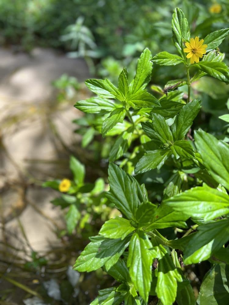 Albin Polasek Museum & Sculpture Gardens - wedding in Winter Park, FL