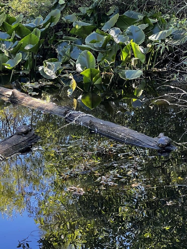 Tacoma Nature Center - wedding in Tacoma, WA