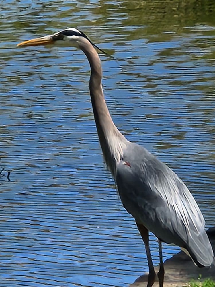 Bushnell Park - wedding in Hartford, CT
