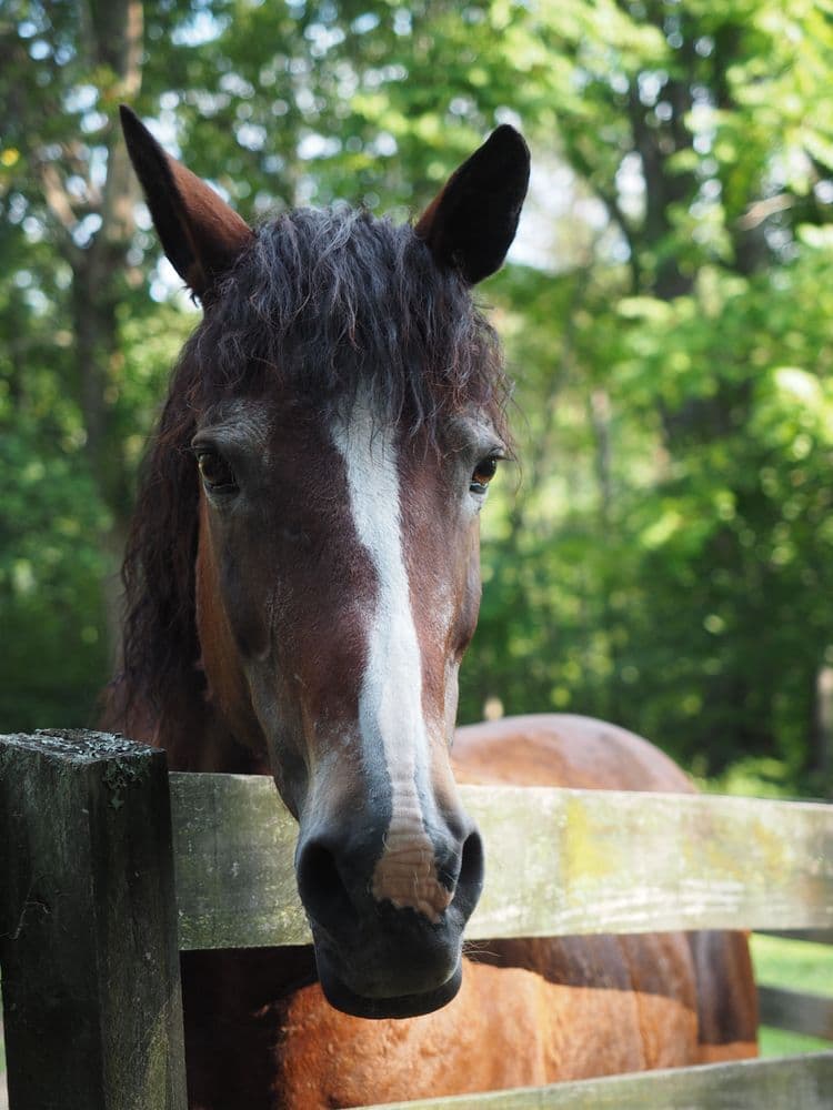 Still Waters Refuge - wedding in Saint Leonard, MD