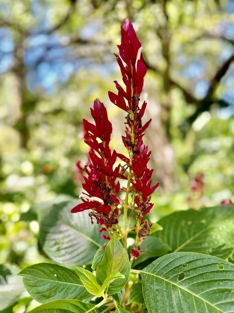 Pinecrest Gardens - wedding in Pinecrest, FL