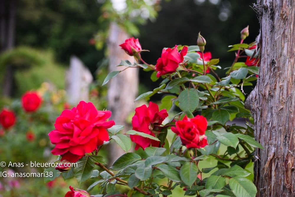 Elizabeth Park - wedding in West Hartford, CT