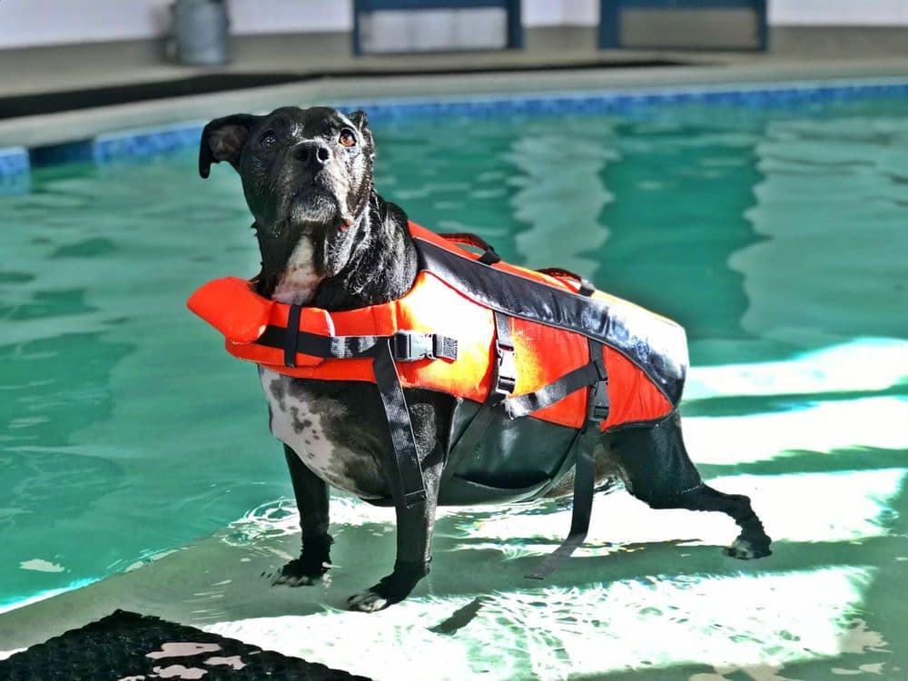 AquaPups Charlotte - wedding in Charlotte, NC