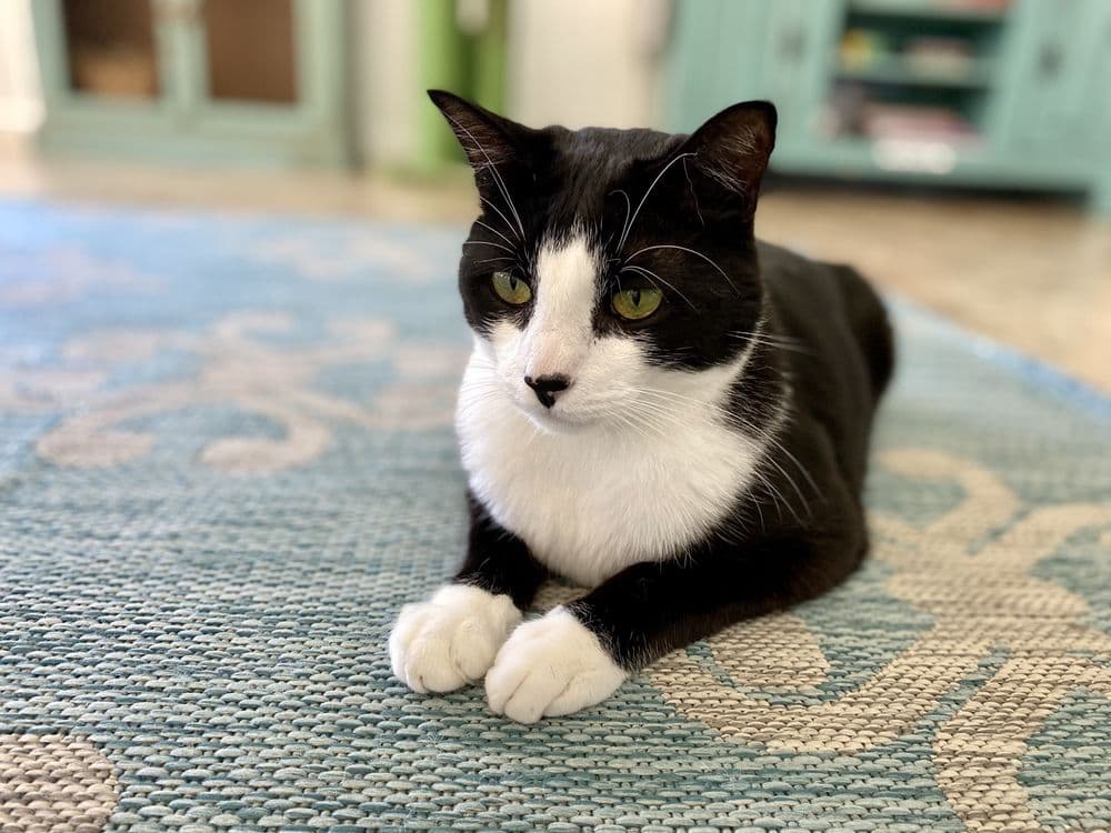 The Dancing Cat - wedding in San Jose, CA