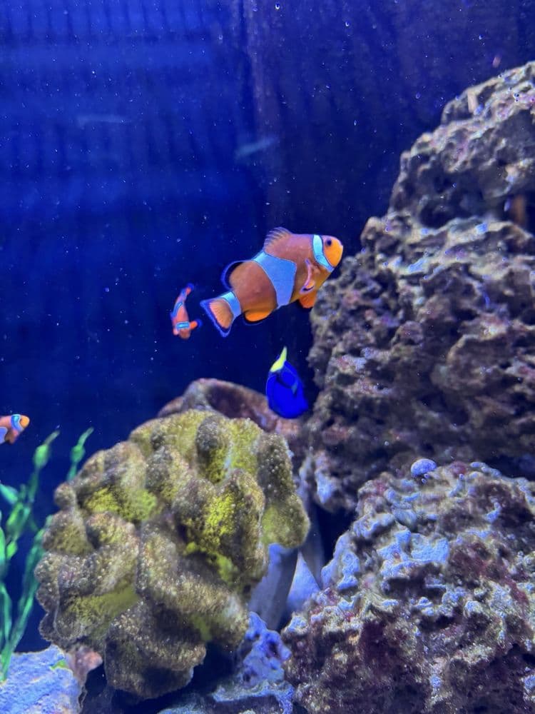 Blue Zoo Aquarium Spokane - wedding in Spokane, WA