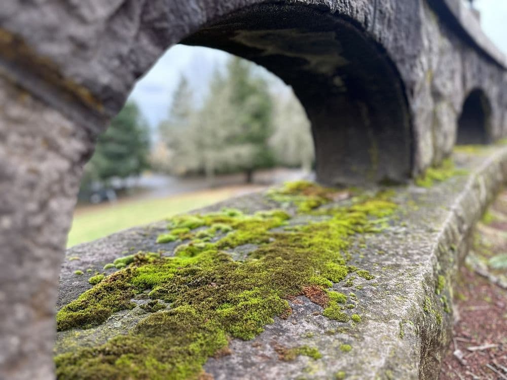 Joseph Wood Hill Park - wedding in Portland, OR