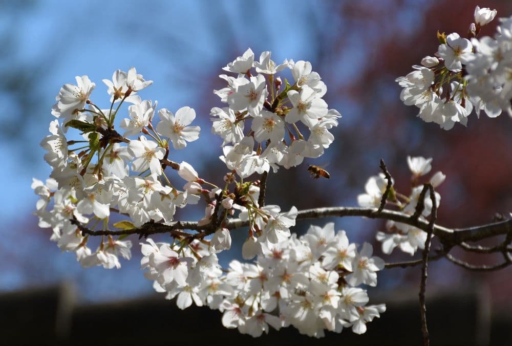 Birmingham Botanical Gardens - wedding in Birmingham, AL