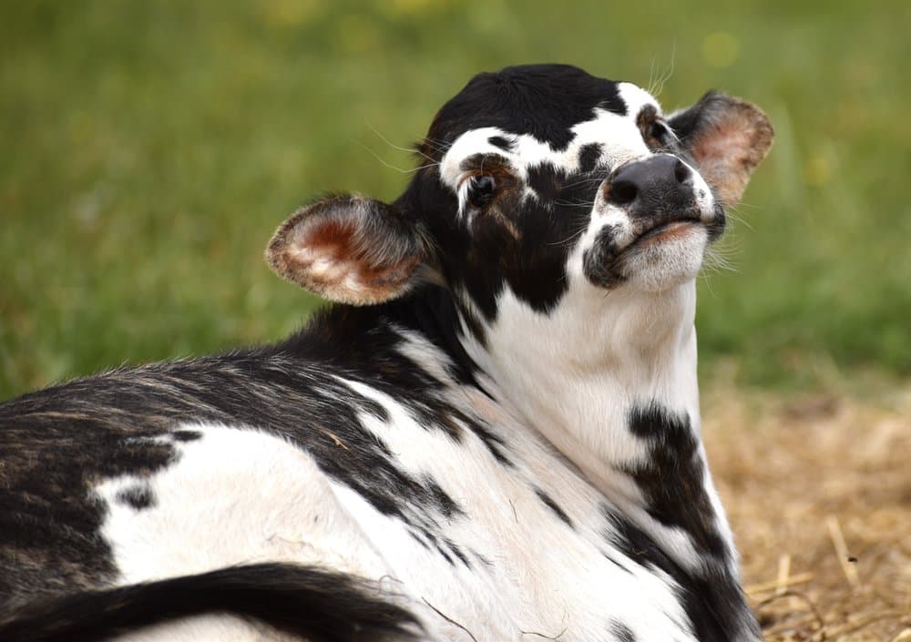Triple Lake Farm - wedding in Easley, SC