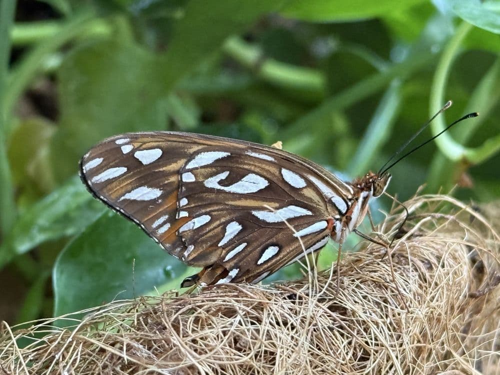 Franklin Park Conservatory & Botanical Gardens - wedding in Columbus, OH