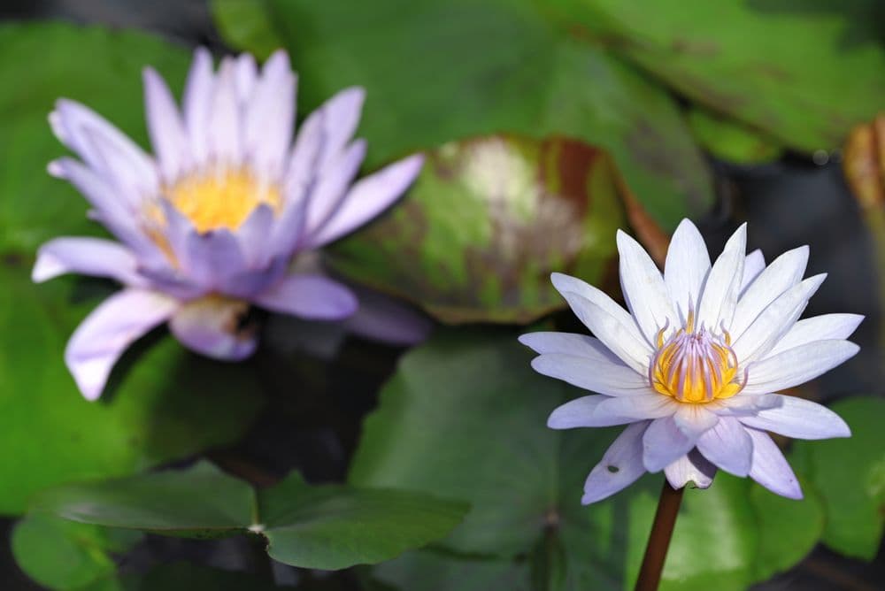 Greater Des Moines Botanical Garden - wedding in Des Moines, IA