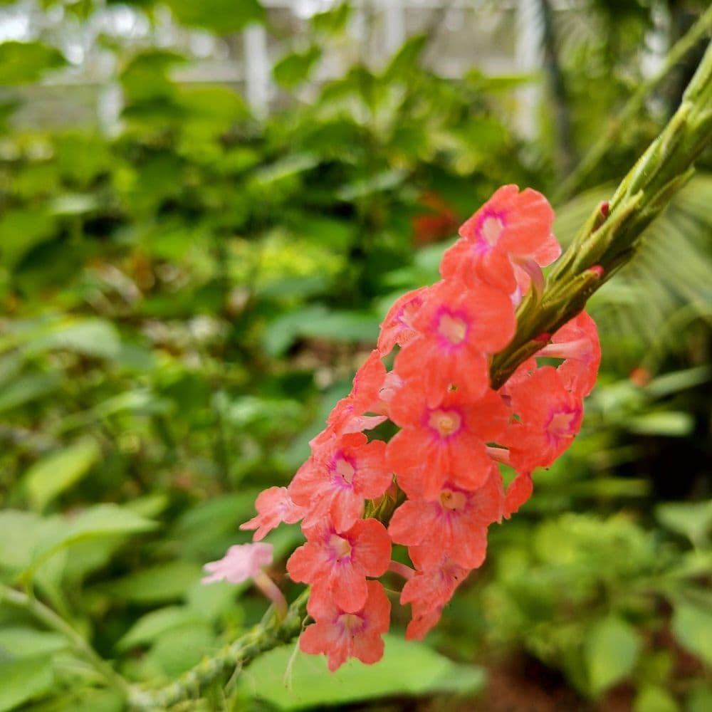 Fairchild Tropical Botanic Garden - wedding in Coral Gables, FL