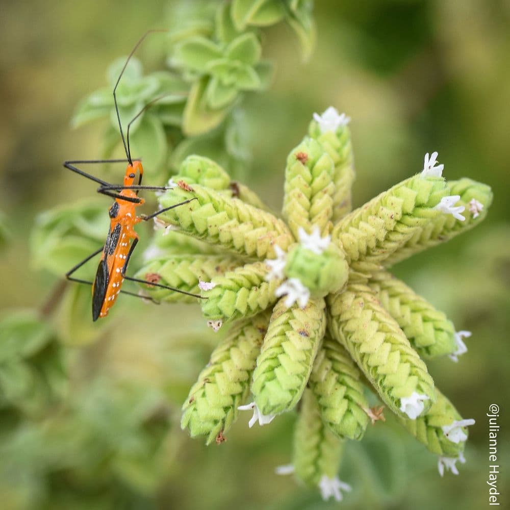 The Botanic Garden at Independence Park - wedding in Baton Rouge, LA
