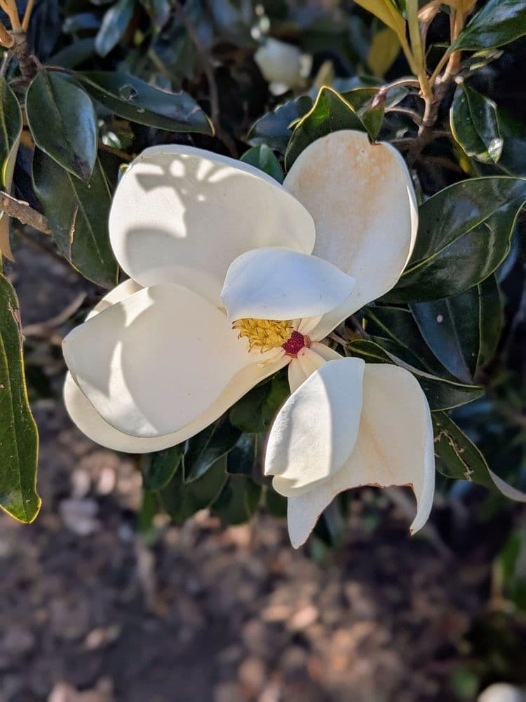 Greensboro Arboretum - wedding in Greensboro, NC