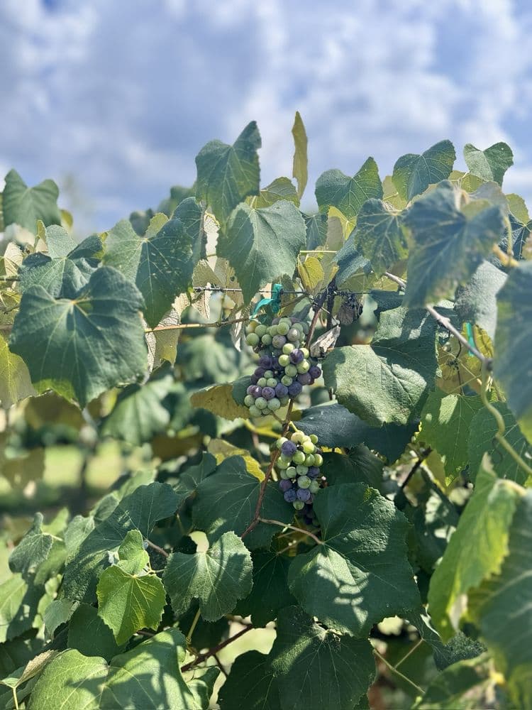 Equus Run Vineyards - wedding in Midway, KY