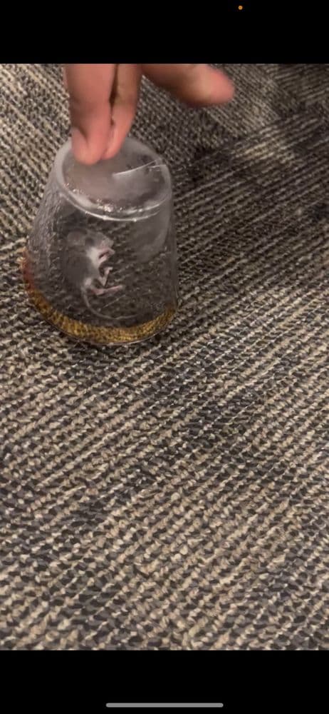 Wake County Shrine Club - wedding in Raleigh, NC