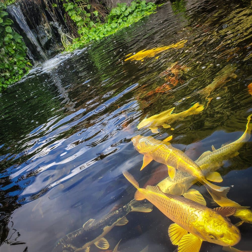 Falling Water Gardens - wedding in Monroe, WA