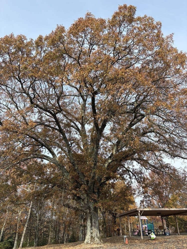 Sherwood Forest - wedding in Sherwood, AR