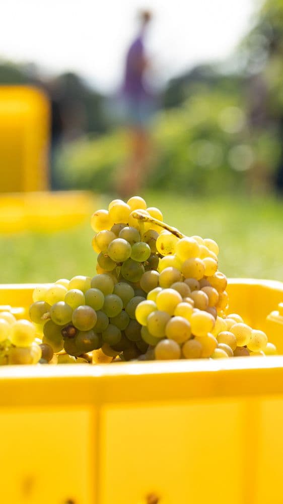 7 Vines Vineyard - wedding in Dellwood, MN