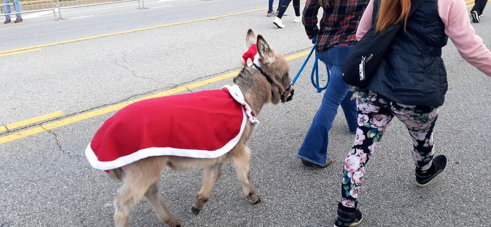 Lady Antebellum Pavilion - wedding in Evans, GA