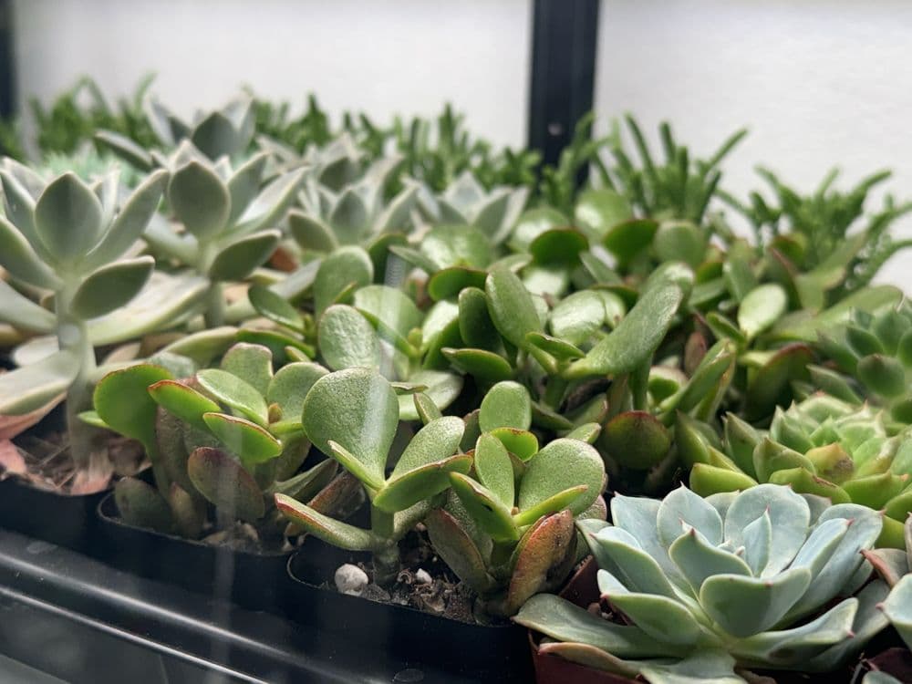 Rooting For You - wedding in Las Vegas, NV