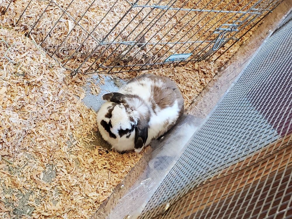 Randall Museum - wedding in San Francisco, CA