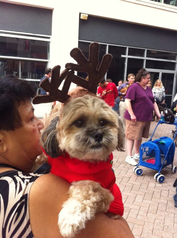 Yappy Hour - wedding in Jacksonville, FL