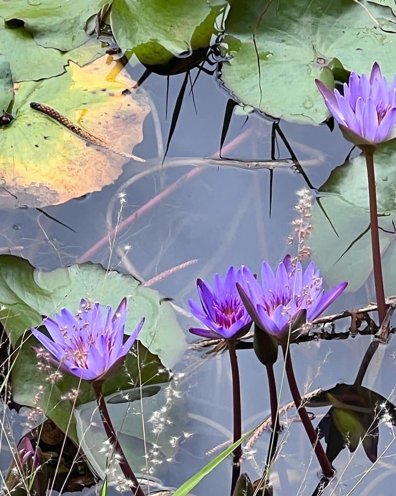 Dole Food Co Hawaii - wedding in Honolulu, HI
