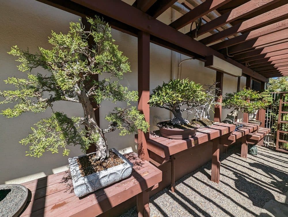 Japanese Friendship Garden & Museum - wedding in San Diego, CA