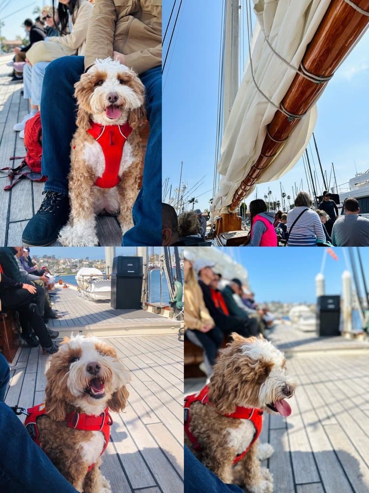 Next Level Sailing - wedding in San Diego, CA