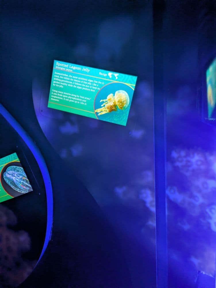 The Florida Aquarium - wedding in Tampa, FL