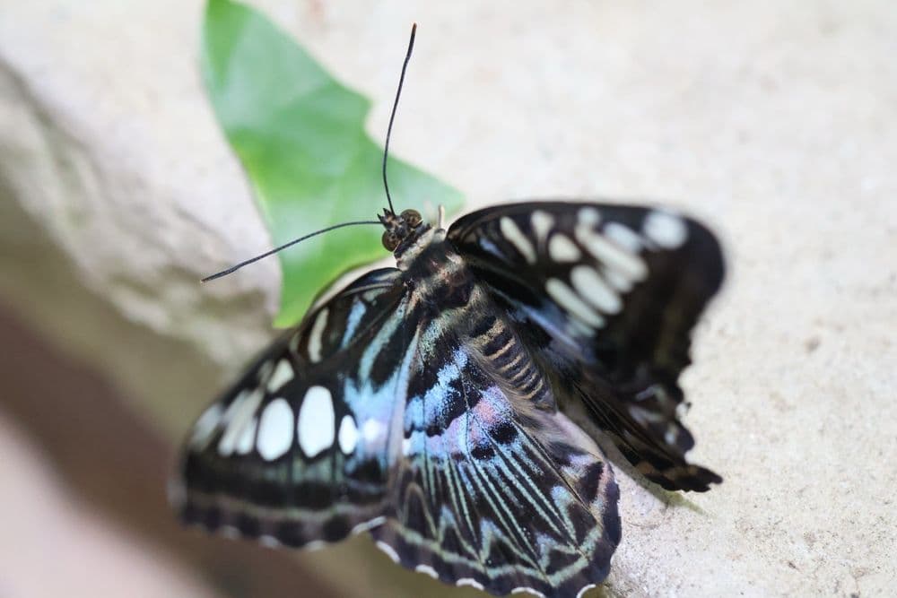 Texas Discovery Gardens - wedding in Dallas, TX
