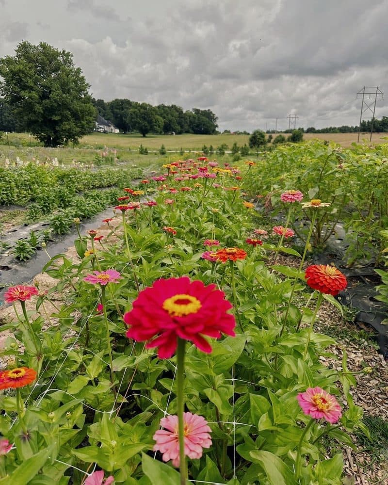 Chicken Bacon Ranch Flower Farm - wedding in Brookline, MO