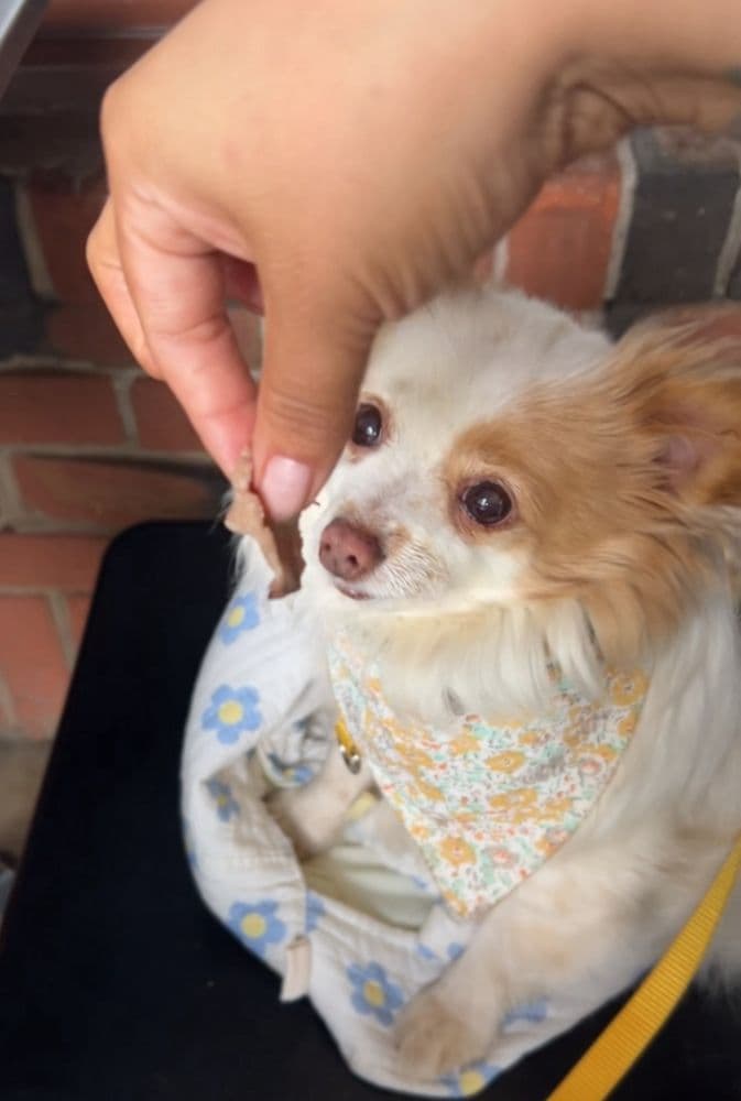 Paesanos Portofino Room - wedding in Sacramento, CA