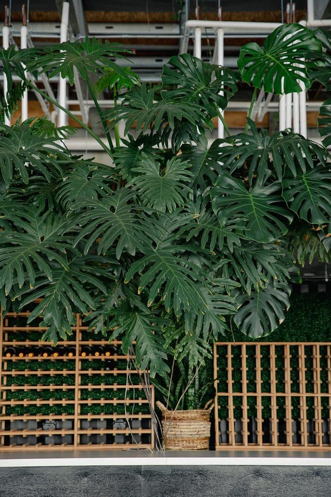 The Plant - wedding in Jackson, MS