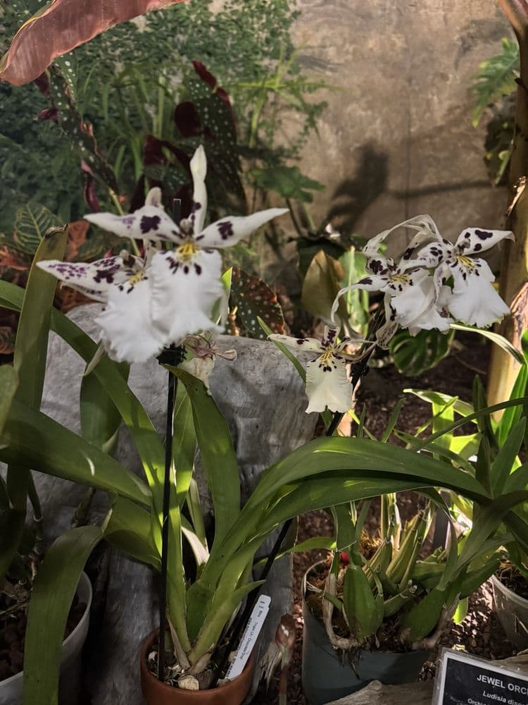 Buffalo and Erie County Botanical Gardens - wedding in Buffalo, NY