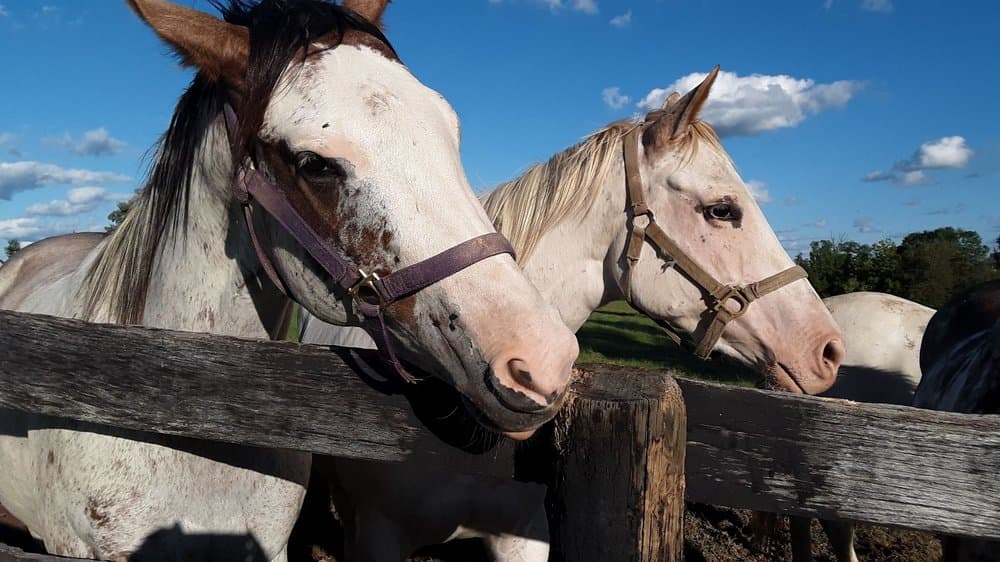 Megson Farms - wedding in Lexington, KY