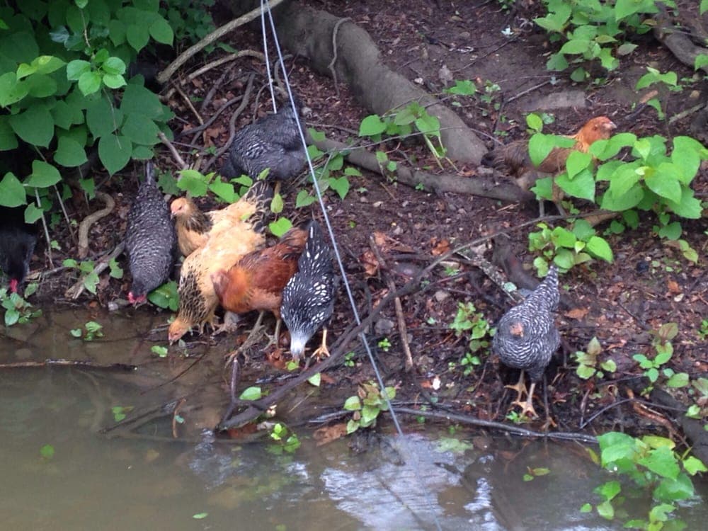 Choderwood - wedding in Pittsburgh, PA