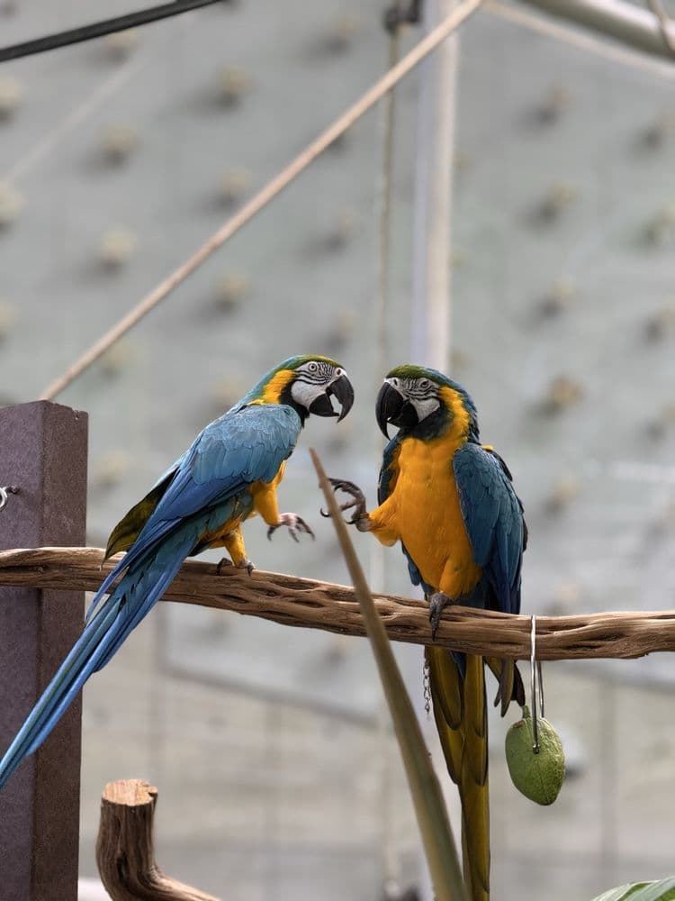 California Academy of Sciences - wedding in San Francisco, CA