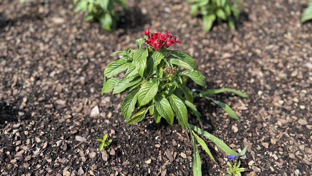 Fort Worth Botanic Garden - wedding in Fort Worth, TX