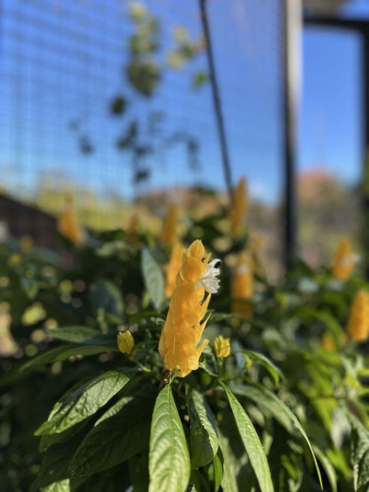 Memphis Botanic Garden - wedding in Memphis, TN