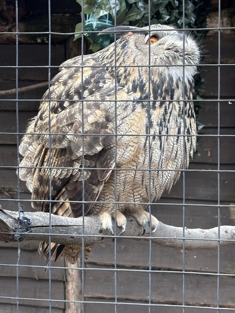 Tracy Aviary - wedding in Salt Lake City, UT