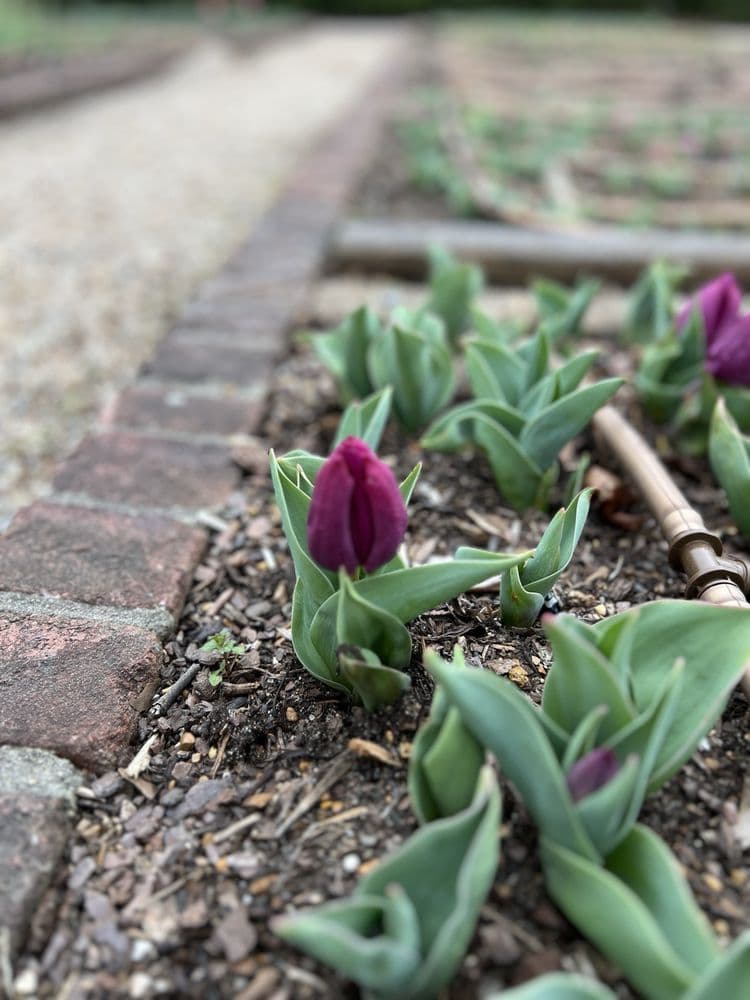 Dixon Gallery & Gardens - wedding in Memphis, TN
