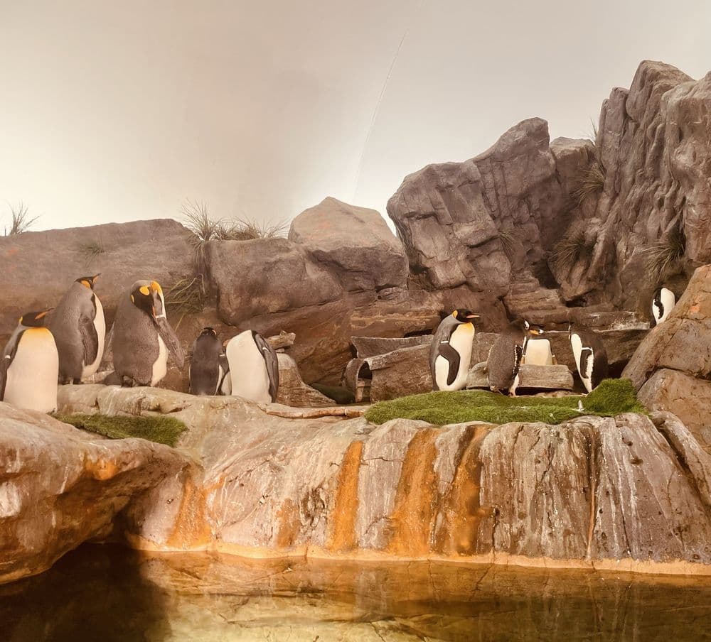 Saint Louis Zoo - wedding in St Louis, MO