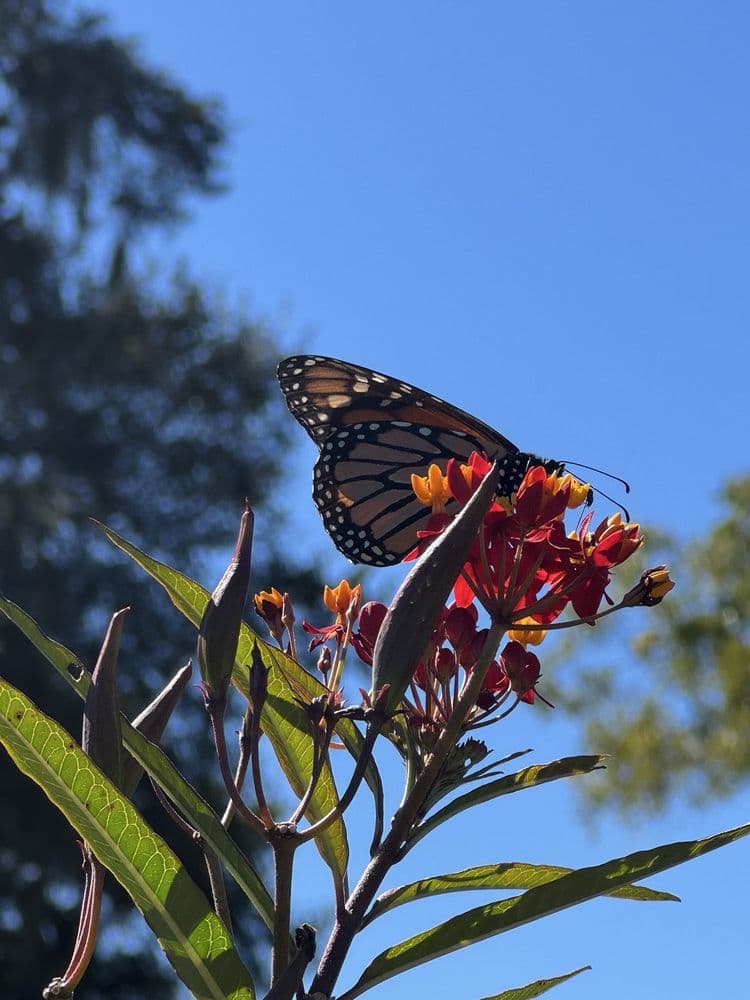 Boone Hall Plantation - wedding in Mount Pleasant, SC