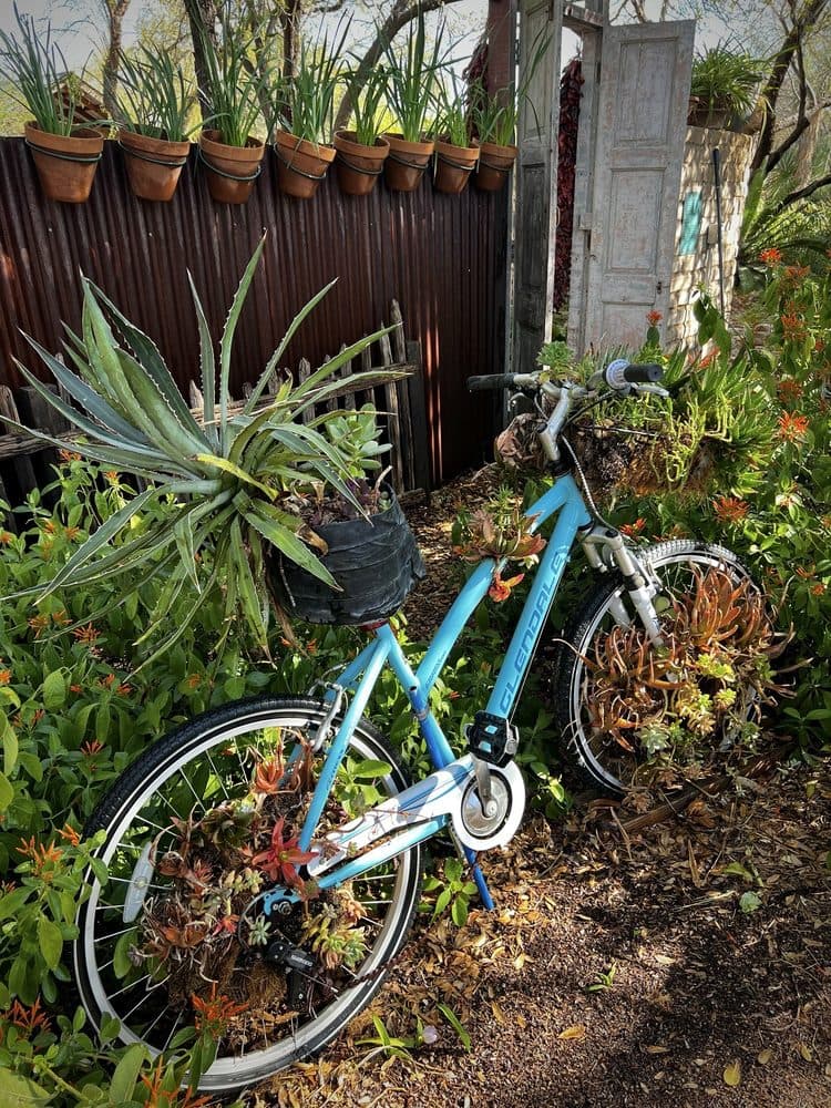 Tucson Botanical Gardens - wedding in Tucson, AZ